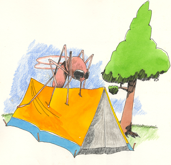 mosquito at camp