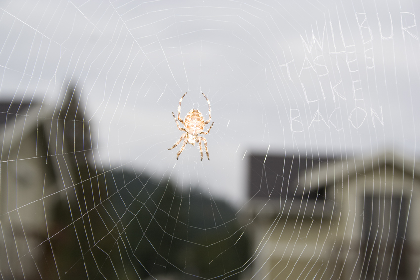 Charlotte's Web
